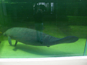 Фото Американский ламантин