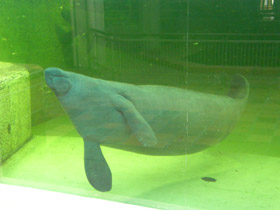 Фото Американский ламантин