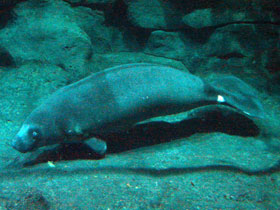 Фото Африканский ламантин