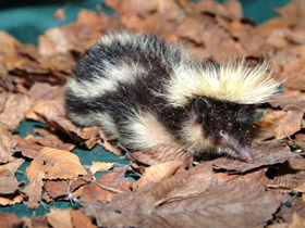 Фото Полосатый тенрек