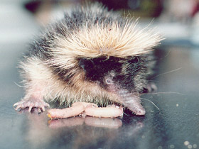 Фото Полосатый тенрек