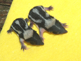 Фото Полосатый тенрек