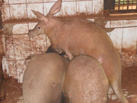 Фото Трубкозубы