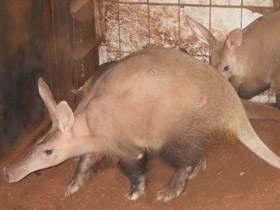 Фото Трубкозубы