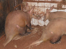 Фото Трубкозубы