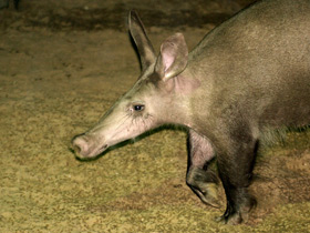 Смотреть фото Трубкозуб: насекомоядное копытное Фото Трубкозуб: насекомоядное копытное