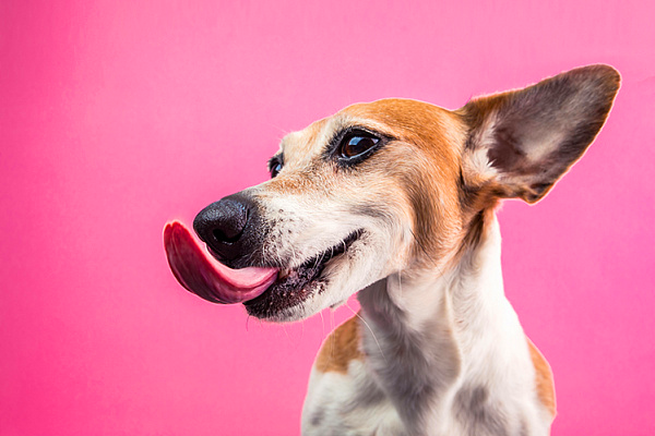 Как понять что щенок не доедает?