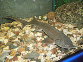 Фото Сибирский осётр