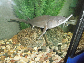 Фото Сибирский осётр