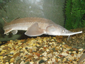 Фото Сибирский осётр