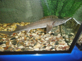 Фото Сибирский осётр