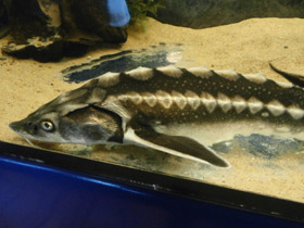 Фото Русский осётр