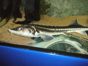 Фото Русский осётр