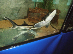 Фото Русский осётр