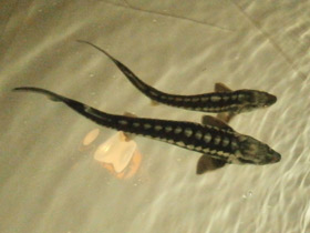 Фото Русский осётр