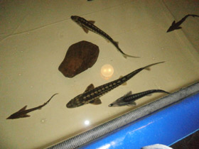 Фото Русский осётр