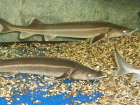 Фото Стерлядь