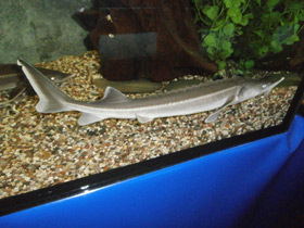 Фото Стерлядь