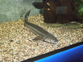 Фото Стерлядь