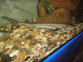 Фото Амурский осётр