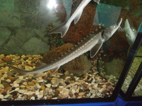 Фото Амурский осётр