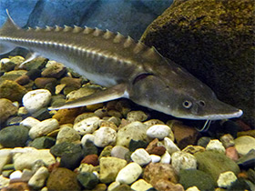 Фото Амурский осётр