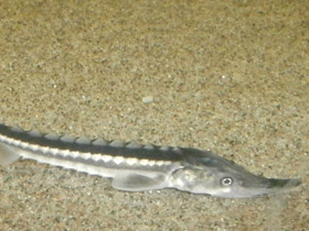 Смотреть фото Севрюга Фото Севрюга