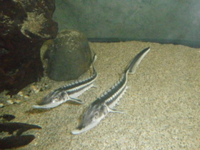 Смотреть фото Севрюга Фото Севрюга