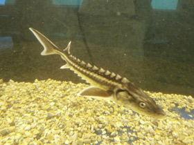 Смотреть фото Европейский осётр Фото Европейский осётр