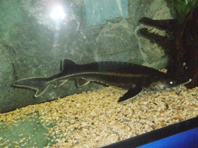 Смотреть фото Бестер Фото Бестер