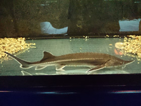 Смотреть фото Бестер Фото Бестер