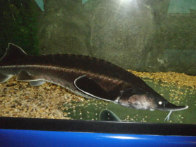 Смотреть фото Бестер Фото Бестер