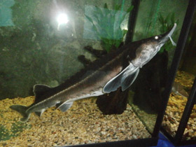 Смотреть фото Бестер Фото Бестер