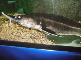 Смотреть фото Бестер Фото Бестер