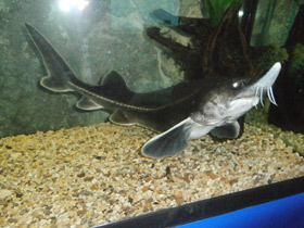 Смотреть фото Бестер Фото Бестер