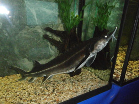 Смотреть фото Бестер Фото Бестер