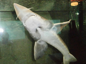 Смотреть фото Калуга Фото Калуга