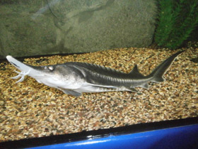 Смотреть фото Белуга Фото Белуга