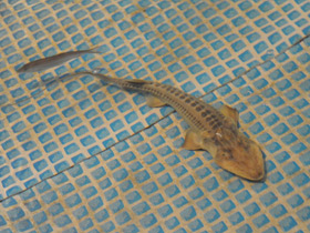 Фото Амударьинский лжелопатонос