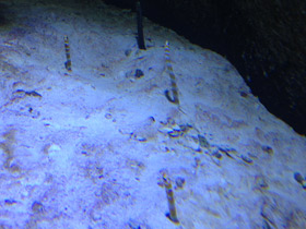 Фото Великолепная горгасия