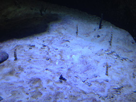 Фото Великолепная горгасия