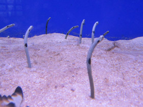 Фото Леопардовый угорь