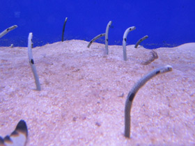 Фото Леопардовый угорь