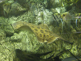 Смотреть фото Речной глазчатый хвостокол Фото Речной глазчатый хвостокол