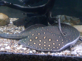 Смотреть фото Речной глазчатый хвостокол Фото Речной глазчатый хвостокол