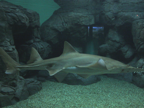 Фото Европейский пилорыл