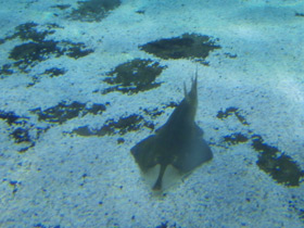 Смотреть фото Пятнистый гитарный скат Фото Пятнистый гитарный скат