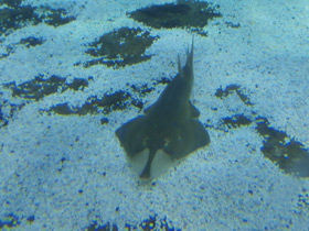 Смотреть фото Пятнистый гитарный скат Фото Пятнистый гитарный скат