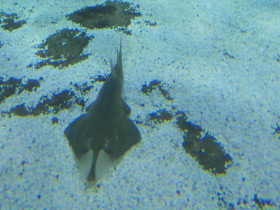 Смотреть фото Пятнистый гитарный скат Фото Пятнистый гитарный скат