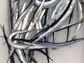 Фото Европейский сарган